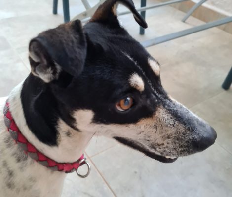 aksu_animal_aid_auslandstierschutz_türkei_straßenhunde_Lisa-Marie