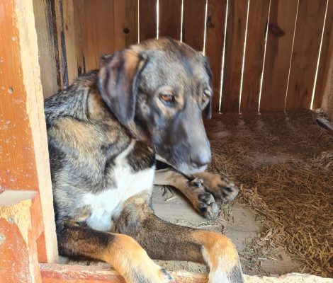 aksu_animal_aid_auslandstierschutz_türkei_straßenhunde_anna_1