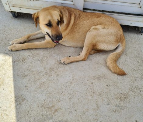 aksu_animal_aid_auslandstierschutz_türkei_straßenhunde_anna_3